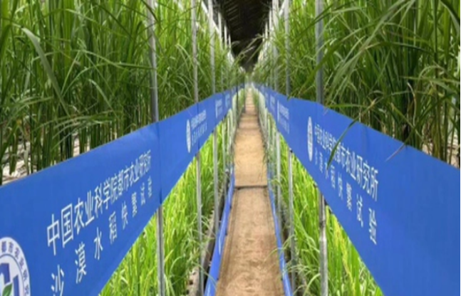 沙漠温室种水稻,科学,在新疆和田,Leo专属